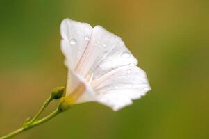 creme branco trepadeira flor dentro a manhã luz foto