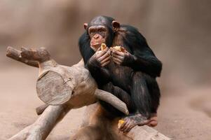 sentado chimpanzé da África Ocidental relaxa foto