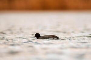 eurasian galeirão em uma lagoa foto