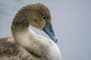 uma jovem cisne nada elegantemente em uma lagoa foto