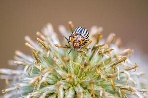 uma pequeno besouro inseto em uma plantar dentro a Prado foto