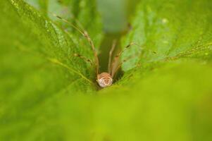 uma pequeno aranha inseto em uma plantar dentro a Prado foto