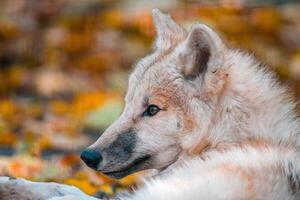 uma branco ártico polar Lobo foto