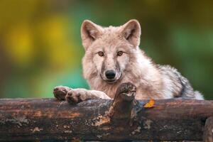 uma branco ártico polar Lobo foto