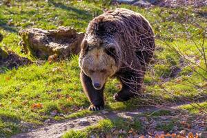 grande Castanho Urso às natureza Prado foto