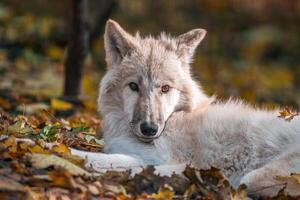 uma branco ártico polar Lobo foto