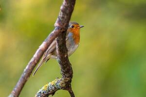 uma europeu robin olhando para Comida foto