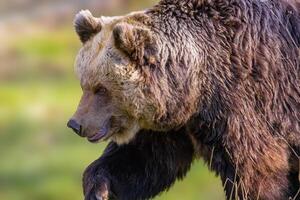 grande Castanho Urso às natureza Prado foto