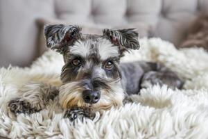 a miniatura schnauzer mentiras em uma fofo suave cobertor e parece para dentro a quadro. a cachorro é em repouso dentro uma brilhante acolhedor quarto foto