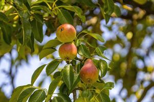 uma delicioso suculento pera em uma árvore dentro a sazonal jardim foto