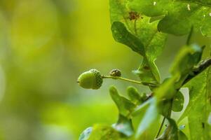 uma fresco ramo com verde folhas dentro a floresta foto