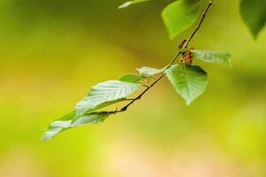 uma fresco ramo com verde folhas dentro a floresta foto