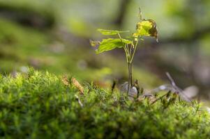 uma fresco ramo com verde folhas dentro a floresta foto