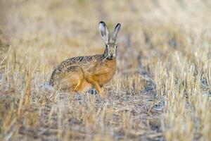 uma jovem lebre em uma colhido campo foto