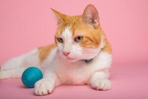 laranja e branco gato com Páscoa ovos em Rosa fundo. engraçado Páscoa fundo. foto