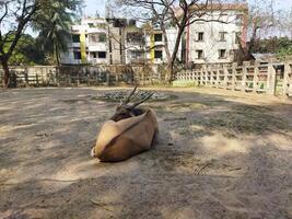 uma Castanho animal deitado baixa dentro uma sujeira campo foto