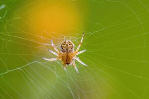 uma pequeno aranha inseto em uma plantar dentro a Prado foto