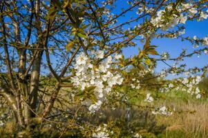 uma ramo com branco cereja Flor brotos foto