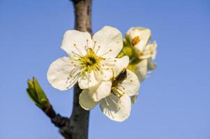 uma ramo com branco cereja Flor brotos foto