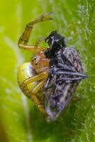 uma pequeno aranha inseto em uma plantar dentro a Prado foto