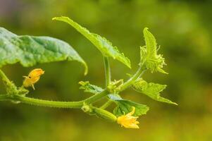 uma fresco verde pepino em uma plantar dentro a sazonal jardim foto