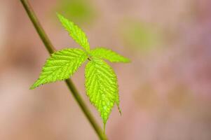 uma fresco ramo com verde folhas dentro a floresta foto