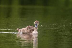 uma jovem cisne nada elegantemente em uma lagoa foto