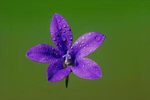 uma suave flor Flor dentro uma natureza jardim foto