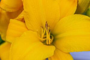 uma fechar-se Visão do uma amarelo lírio dentro a lírio jardim foto