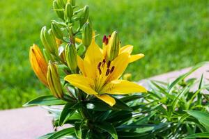 grupo do amarelo lírios meio manhã dentro a lírio jardim foto