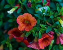 uma fechar acima do a laranja milhão sinos flor em a frente varanda foto