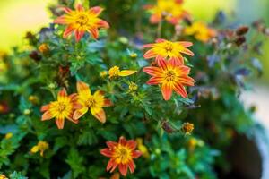 uma grupo do fogueira chama bidens dentro uma flor Panela em a pátio foto