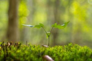 uma fresco ramo com verde folhas dentro a floresta foto