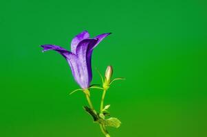 uma suave flor Flor dentro uma natureza jardim foto