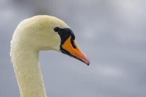 uma jovem cisne nada elegantemente em uma lagoa foto