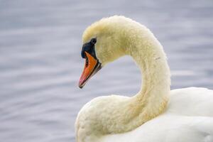 uma jovem cisne nada elegantemente em uma lagoa foto