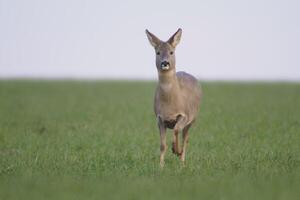 1 lindo corça corça em pé em uma verde campo dentro Primavera foto