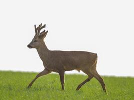 1 jovem Roebuck carrinhos em uma verde campo dentro Primavera foto