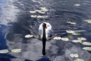 uma cisne nada calmamente em a superfície do uma lago foto