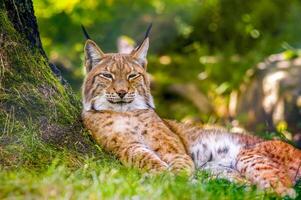 uma selvagem lince é se escondendo dentro a floresta foto