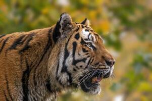 1 retrato do uma muito bonita jovem tigre foto