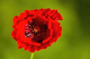 uma lindo colorida flor com uma suave fundo foto