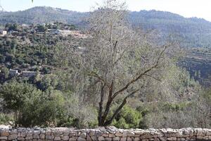 paisagem nas montanhas no norte de israel. foto