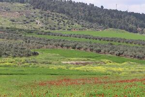 paisagem nas montanhas no norte de israel. foto