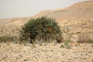 a negev é uma deserto dentro a meio leste, localizado dentro Israel e ocupando sobre 60. do Está território. foto