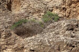 verde plantas e flores crescer em a pedras. foto