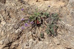 verde plantas e flores crescer em a pedras. foto