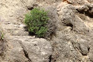 verde plantas e flores crescer em a pedras. foto