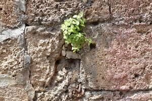 verde plantas e flores crescer em a pedras. foto