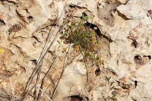 verde plantas e flores crescer em a pedras. foto